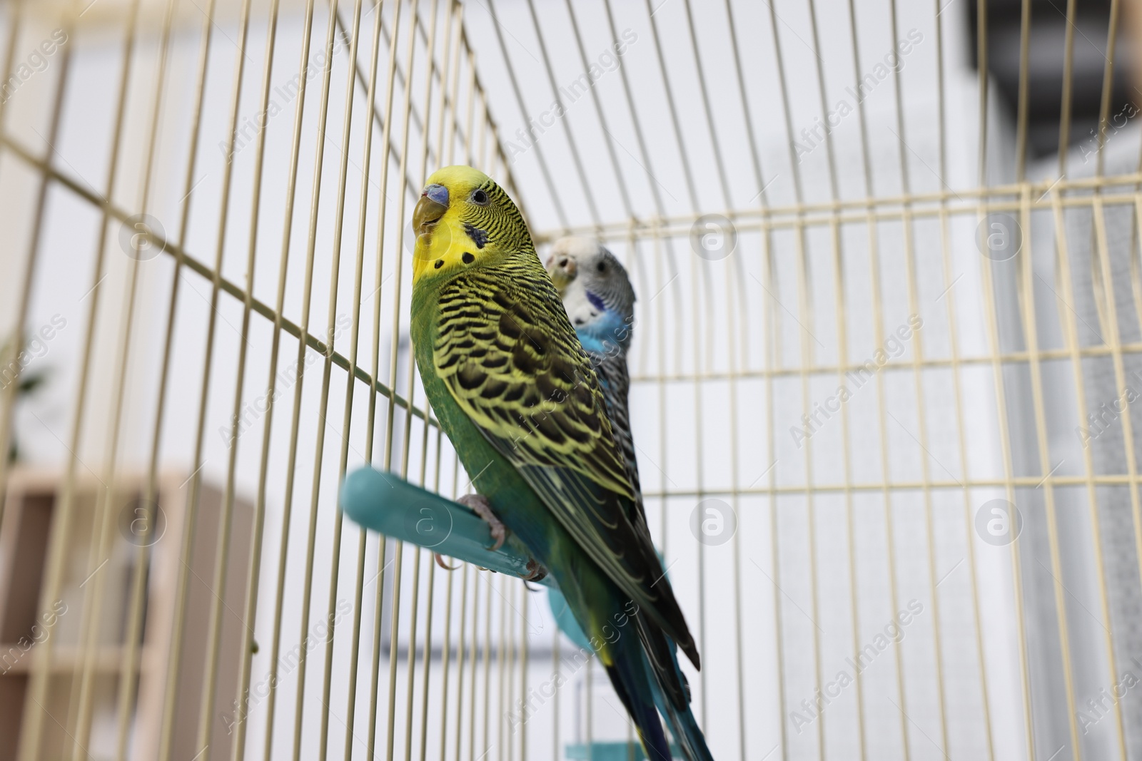 Photo of Beautiful bright parrots in cage indoors. Exotic pets