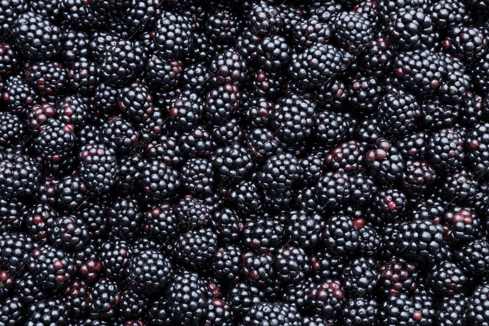 Photo of Many tasty ripe blackberries as background, closeup