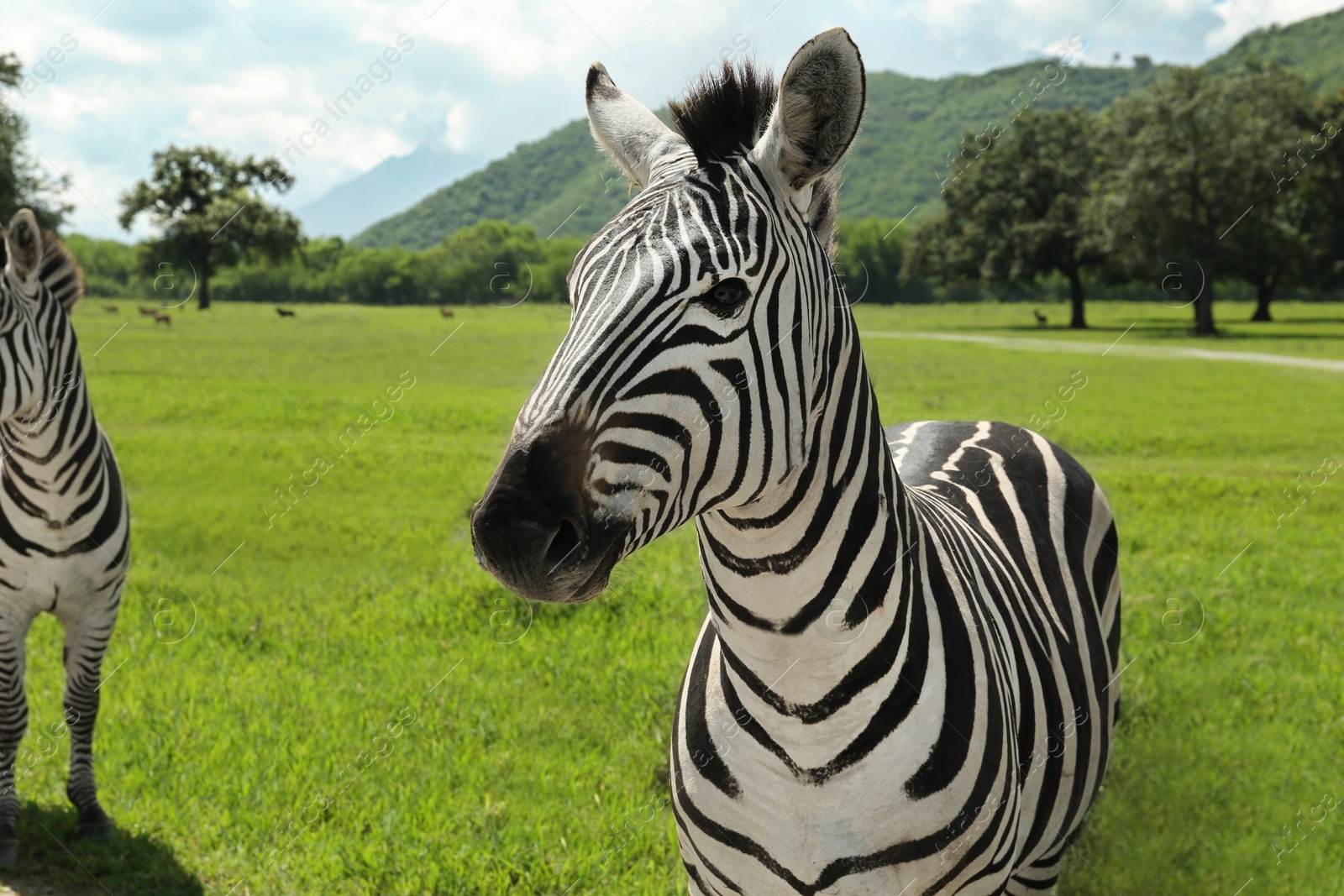 Photo of Beautiful striped African zebras in safari park