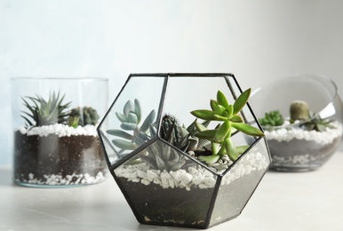 Glass florariums with different succulents on table