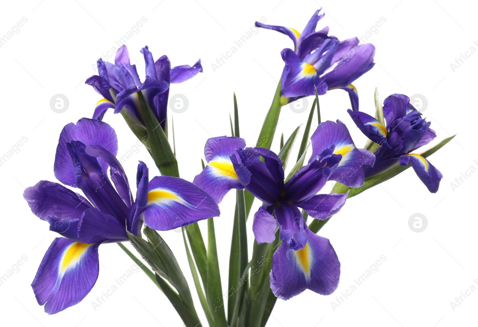 Photo of Beautiful violet iris flowers isolated on white