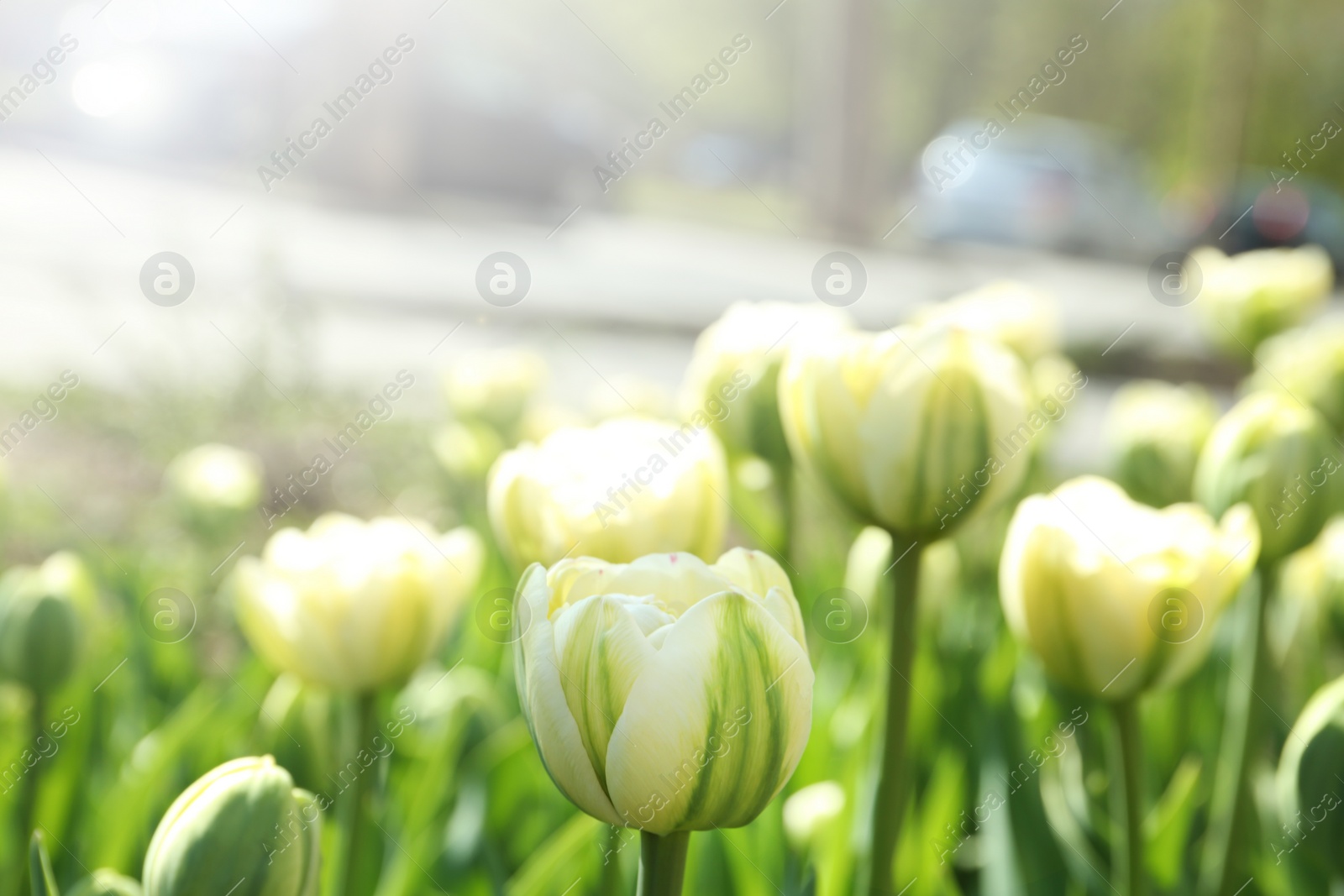 Photo of Beautiful blooming tulips outdoors on sunny day