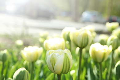 Photo of Beautiful blooming tulips outdoors on sunny day