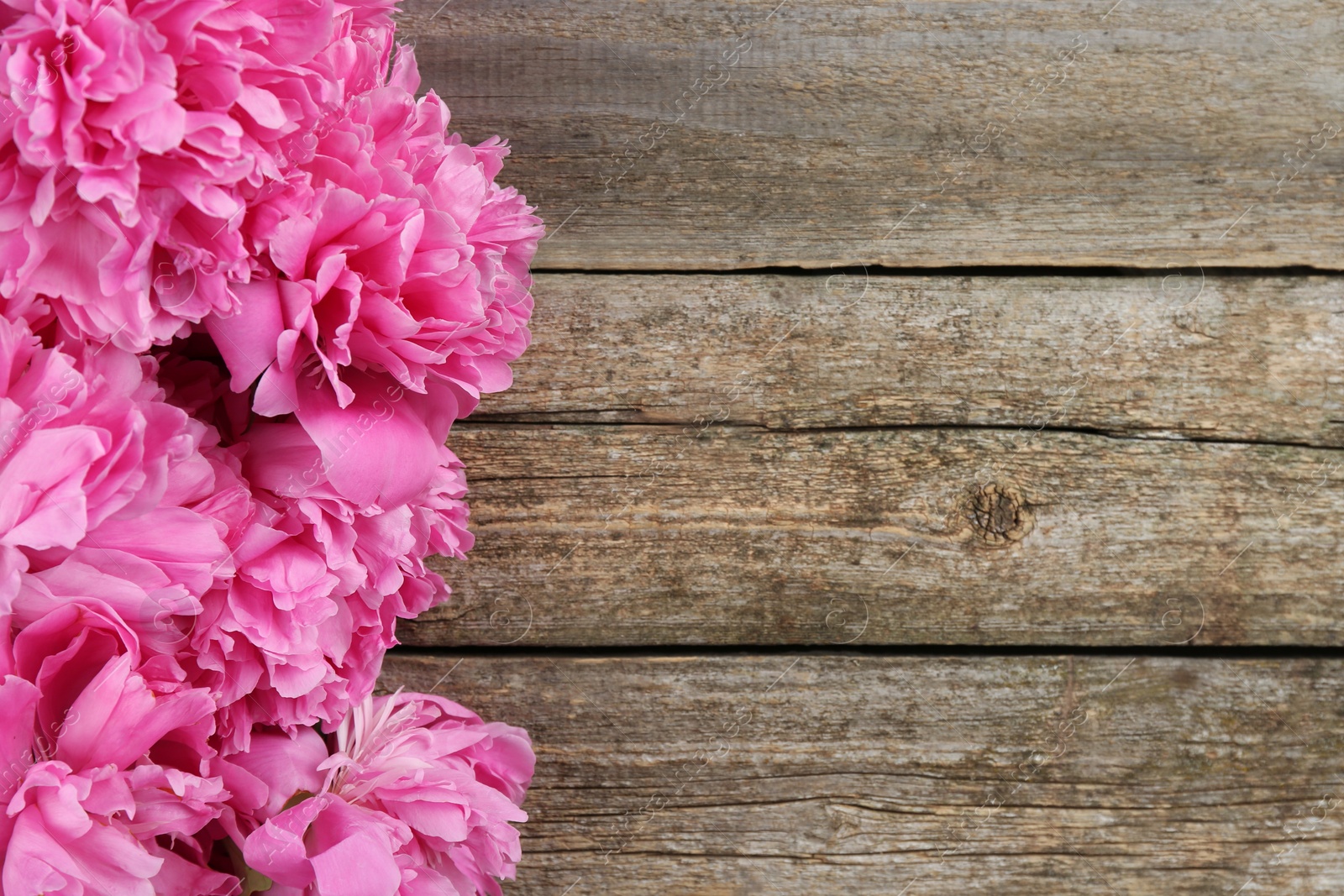 Photo of Beautiful pink peonies on wooden table, flat lay. Space for text