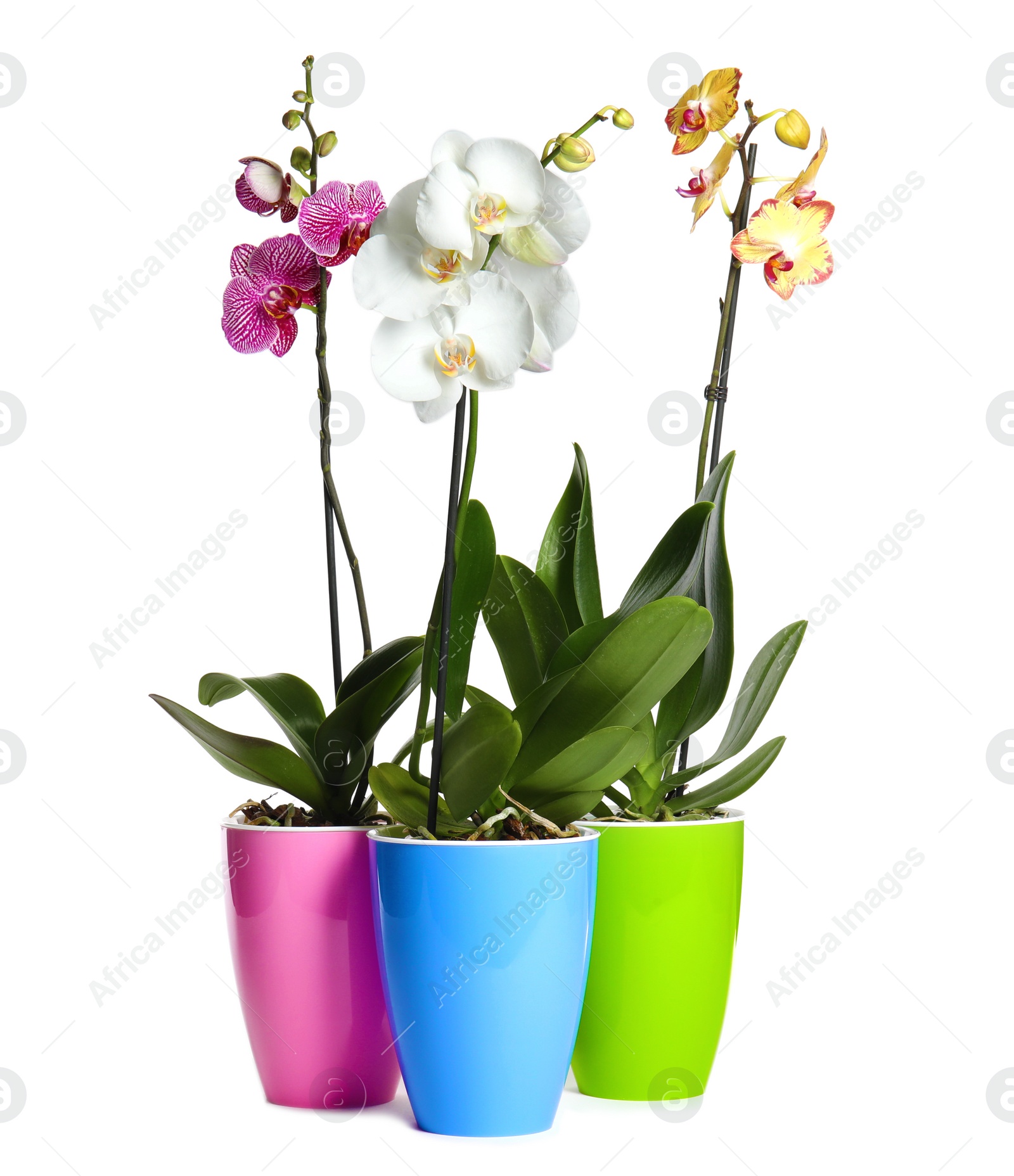 Photo of Beautiful tropical orchid flowers in pots on white background