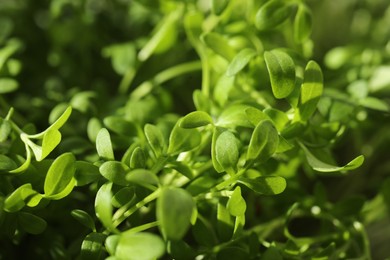 Photo of Growing microgreen. Fresh arugula sprouts as background, closeup