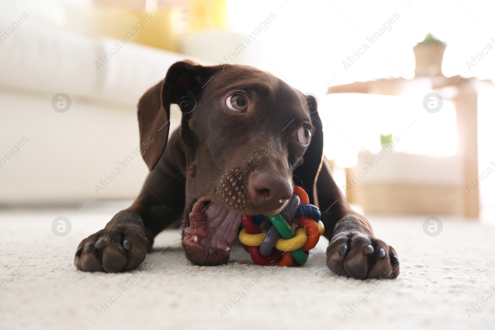 Photo of Cute German Shorthaired Pointer dog playing with toy at home