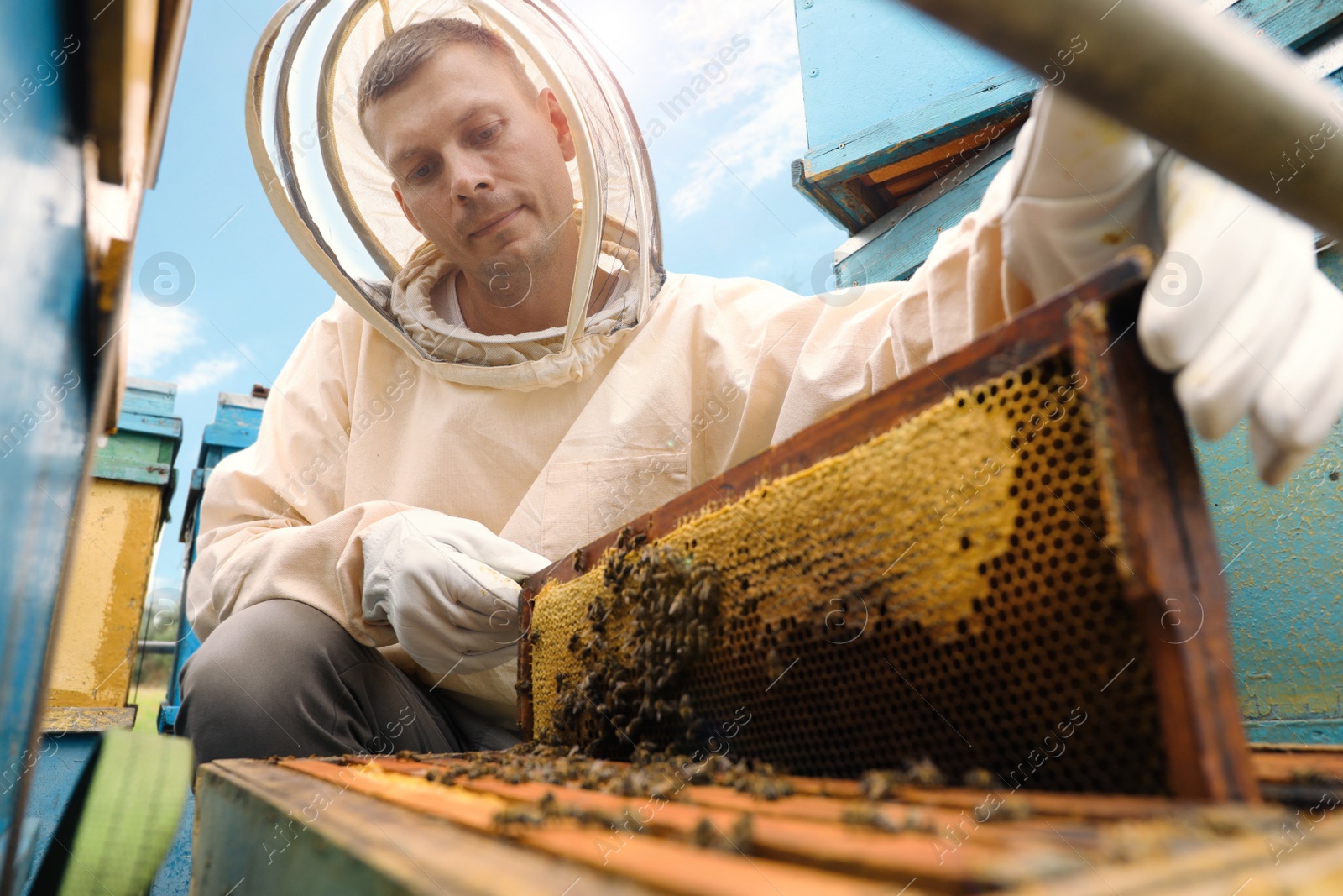 Photo of Beekeeper in uniform taking frame from hive at apiary. Harvesting honey