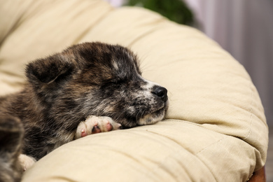 Photo of Akita inu puppy on pillow indoors. Cute dog