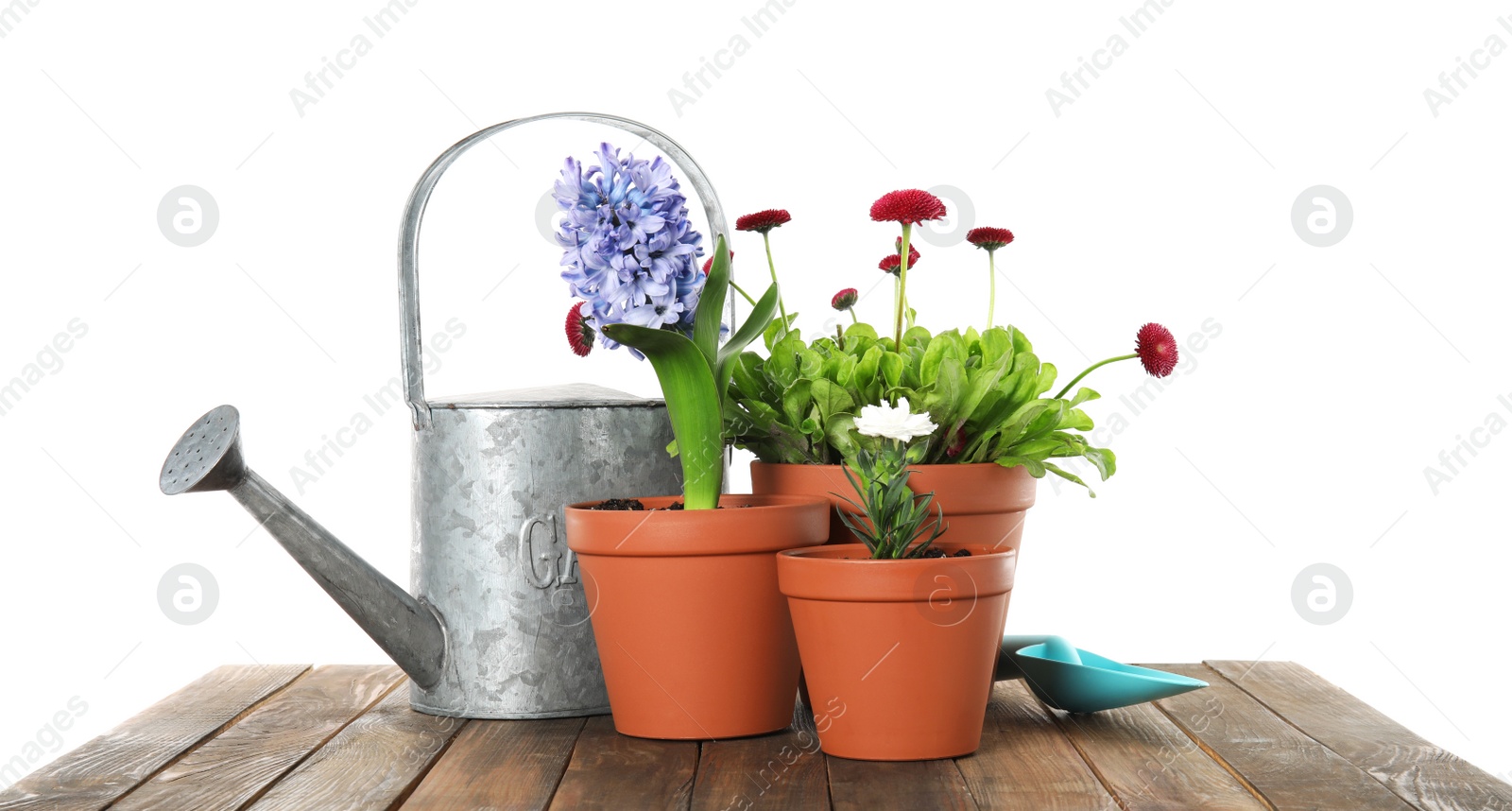 Photo of Potted blooming flowers and gardening equipment on wooden table against white background