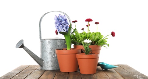 Potted blooming flowers and gardening equipment on wooden table against white background