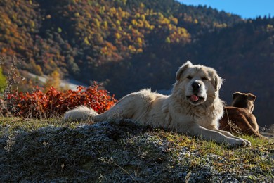 Adorable dog in mountains on sunny day