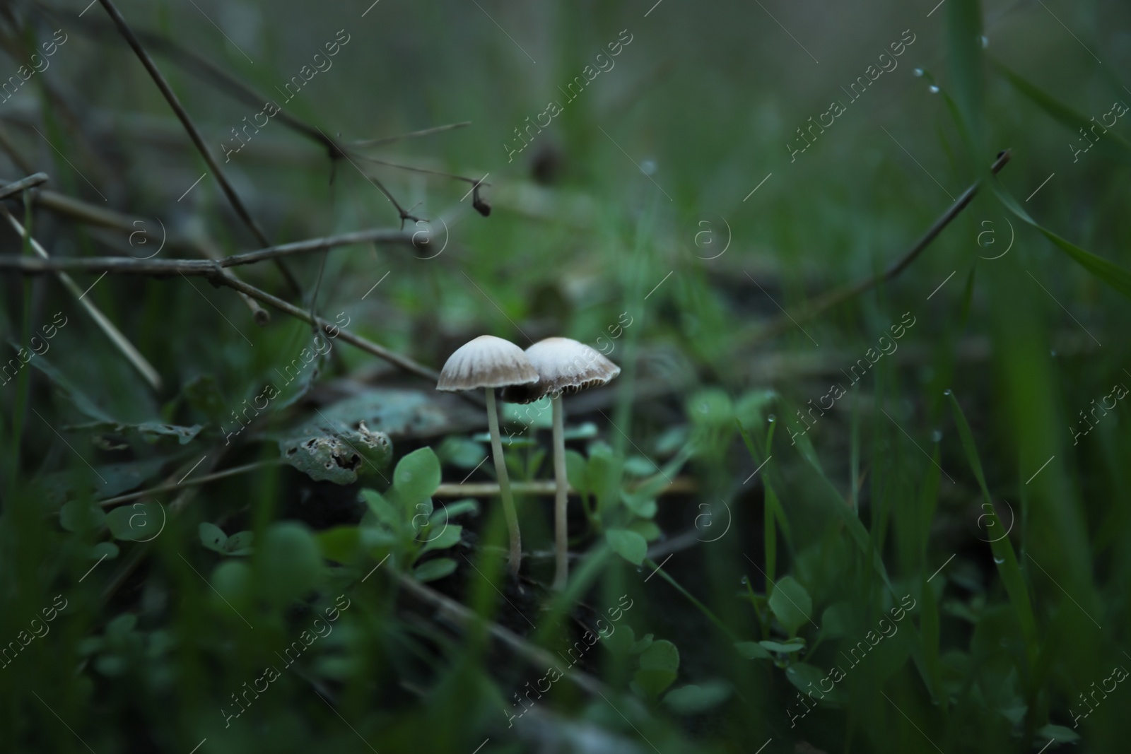 Photo of Small mushrooms growing in forest. Picking season