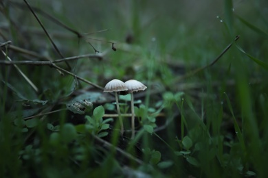 Photo of Small mushrooms growing in forest. Picking season