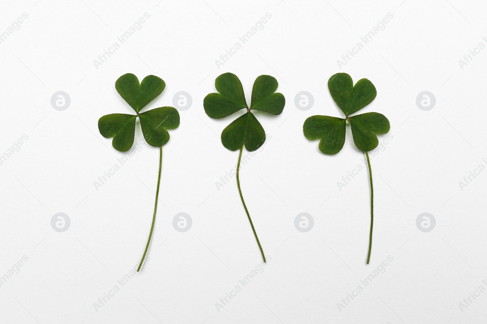 Photo of Green clover leaves on white background, flat lay