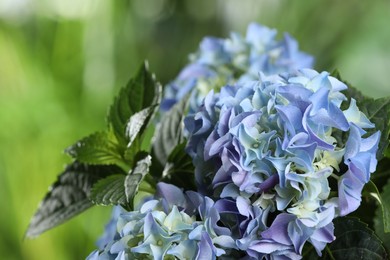Photo of Beautiful hortensia plant with light blue flowers outdoors,  closeup