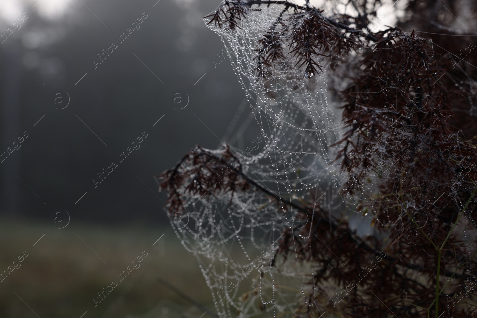 Photo of Closeup view of cobweb with dew drops on plants in forest