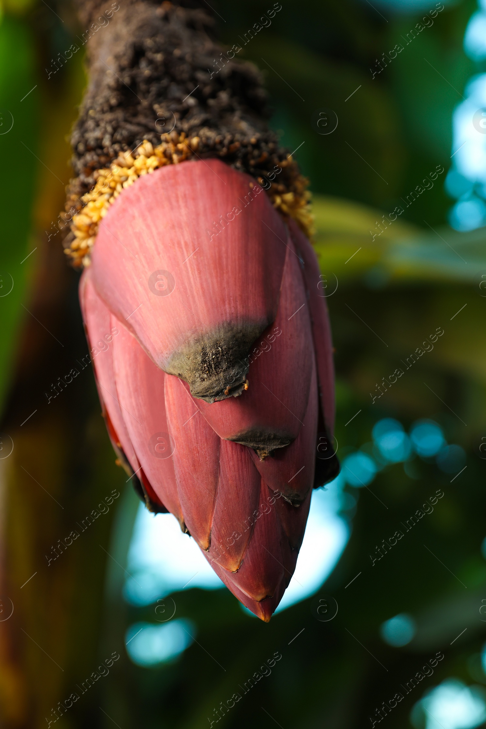 Photo of Blossoming banana tree on sunny day, closeup. Space for text