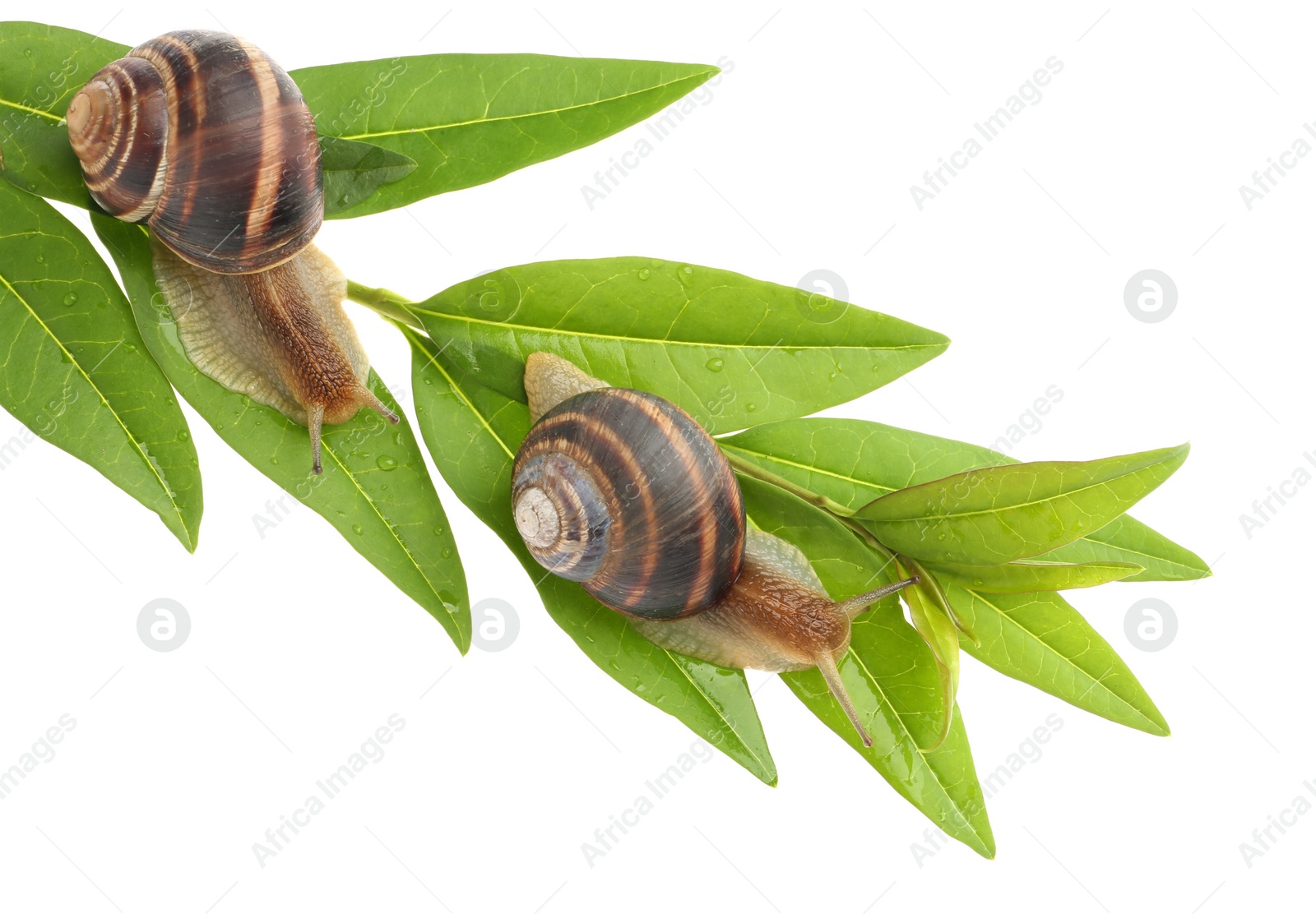 Photo of Common garden snails crawling on green leaves against white background