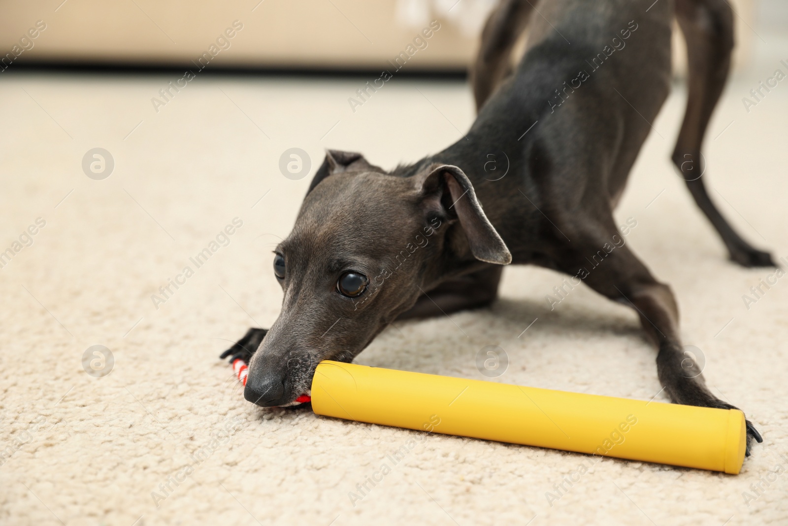 Photo of Italian Greyhound dog playing with toy at home