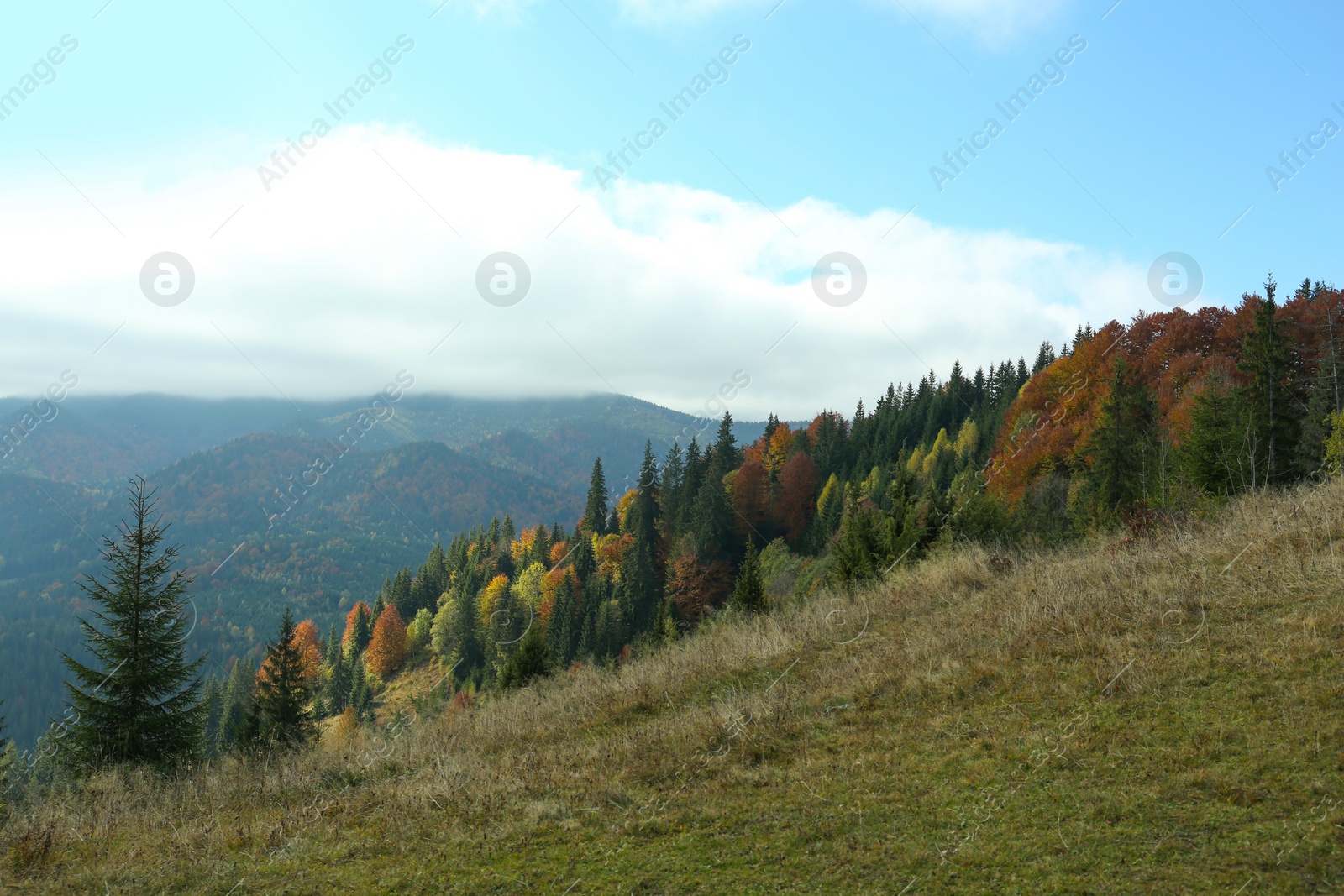 Photo of Beautiful view of mountain forest in autumn