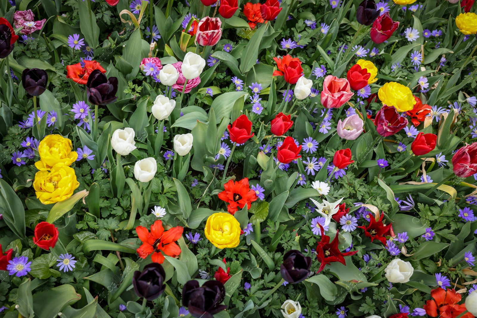 Photo of Many different colorful flowers growing outdoors, above view. Spring season