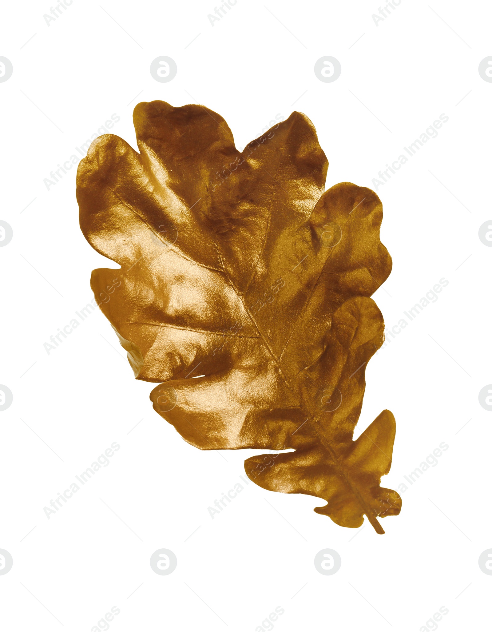 Photo of One golden oak leaf isolated on white. Autumn season