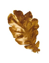 One golden oak leaf isolated on white. Autumn season