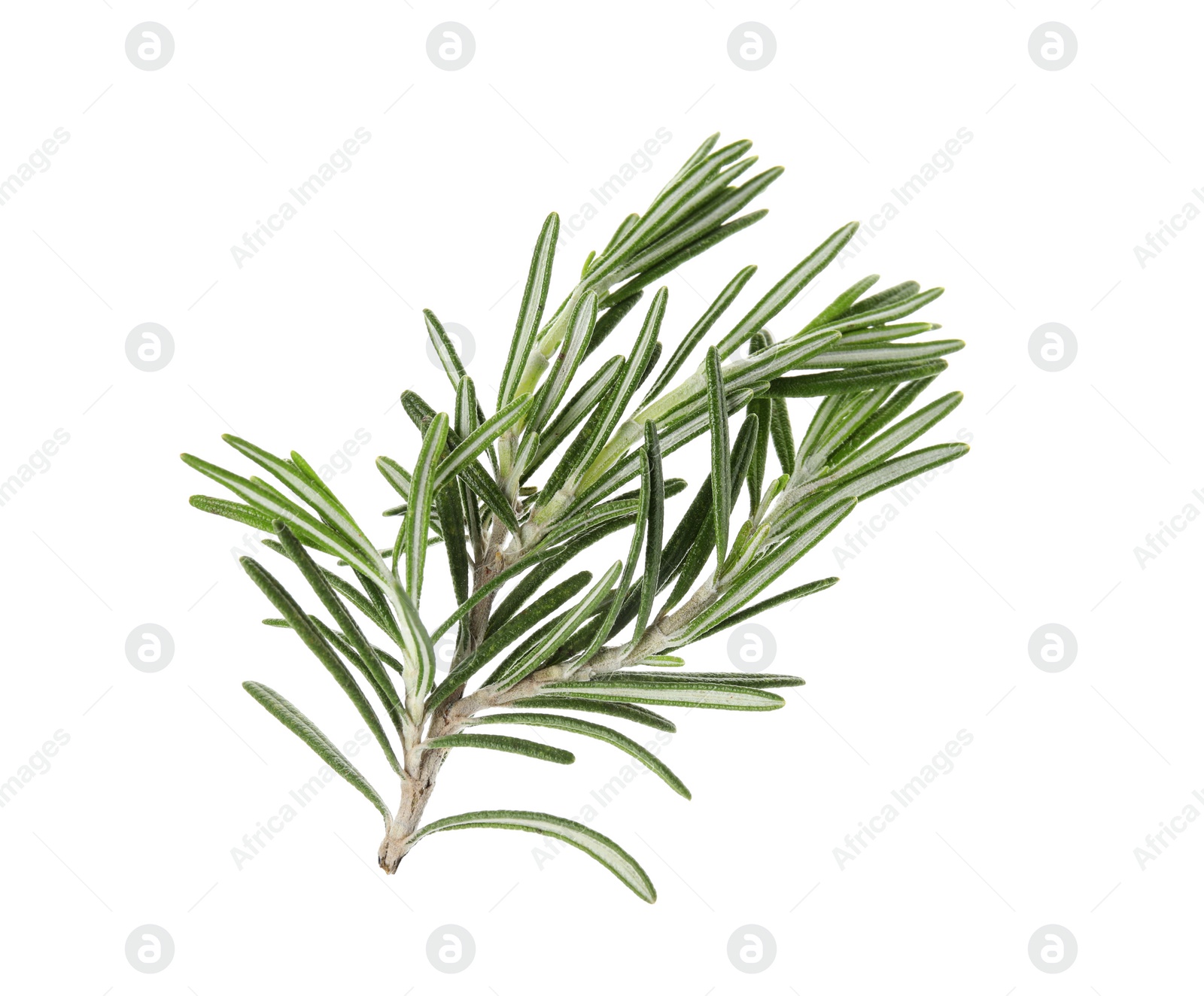 Photo of Fresh green rosemary twig on white background