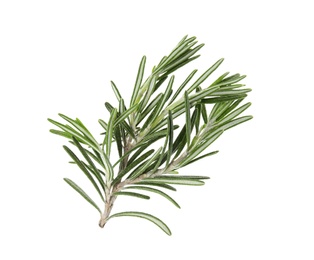 Photo of Fresh green rosemary twig on white background