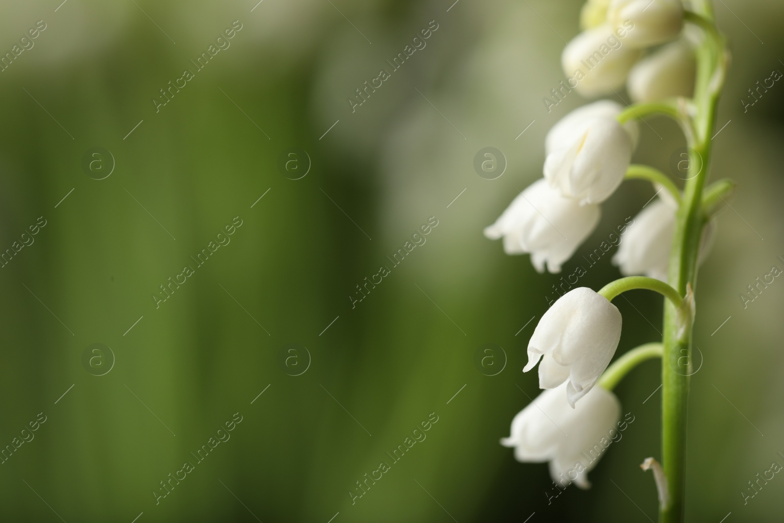 Photo of Beautiful lily of the valley on blurred background, closeup. Space for text