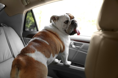 Photo of English bulldog looking out of car window