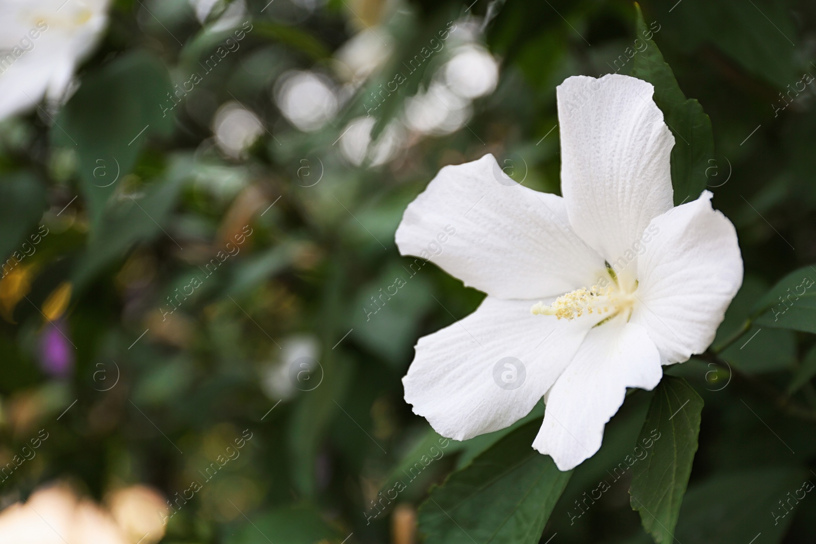 Photo of Beautiful tropical Hibiscus flower on bush outdoors