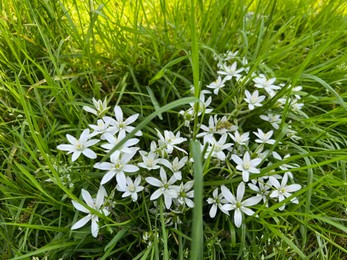 Photo of Beautiful white Ornithogalum flowers and green grass growing outdoors
