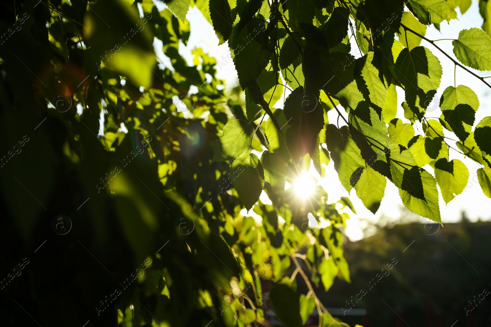 Photo of Closeup view of tree with green leaves outdoors in morning