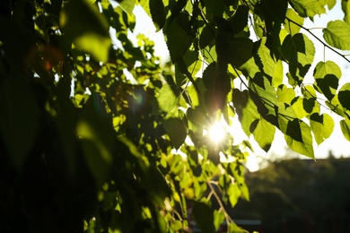 Photo of Closeup view of tree with green leaves outdoors in morning