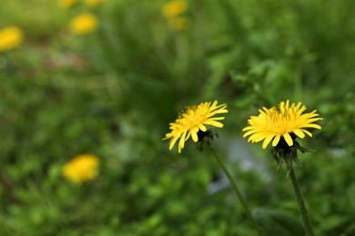 Photo of Beautiful yellow dandelion flowers growing outdoors, closeup. Space for text