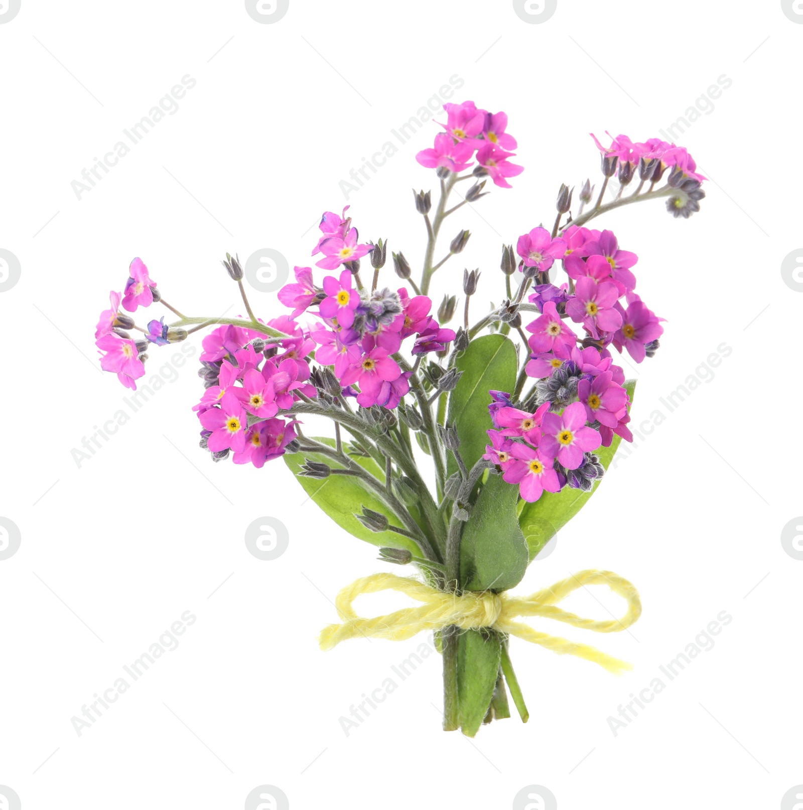 Photo of Bouquet of beautiful pink Forget-me-not flowers isolated on white