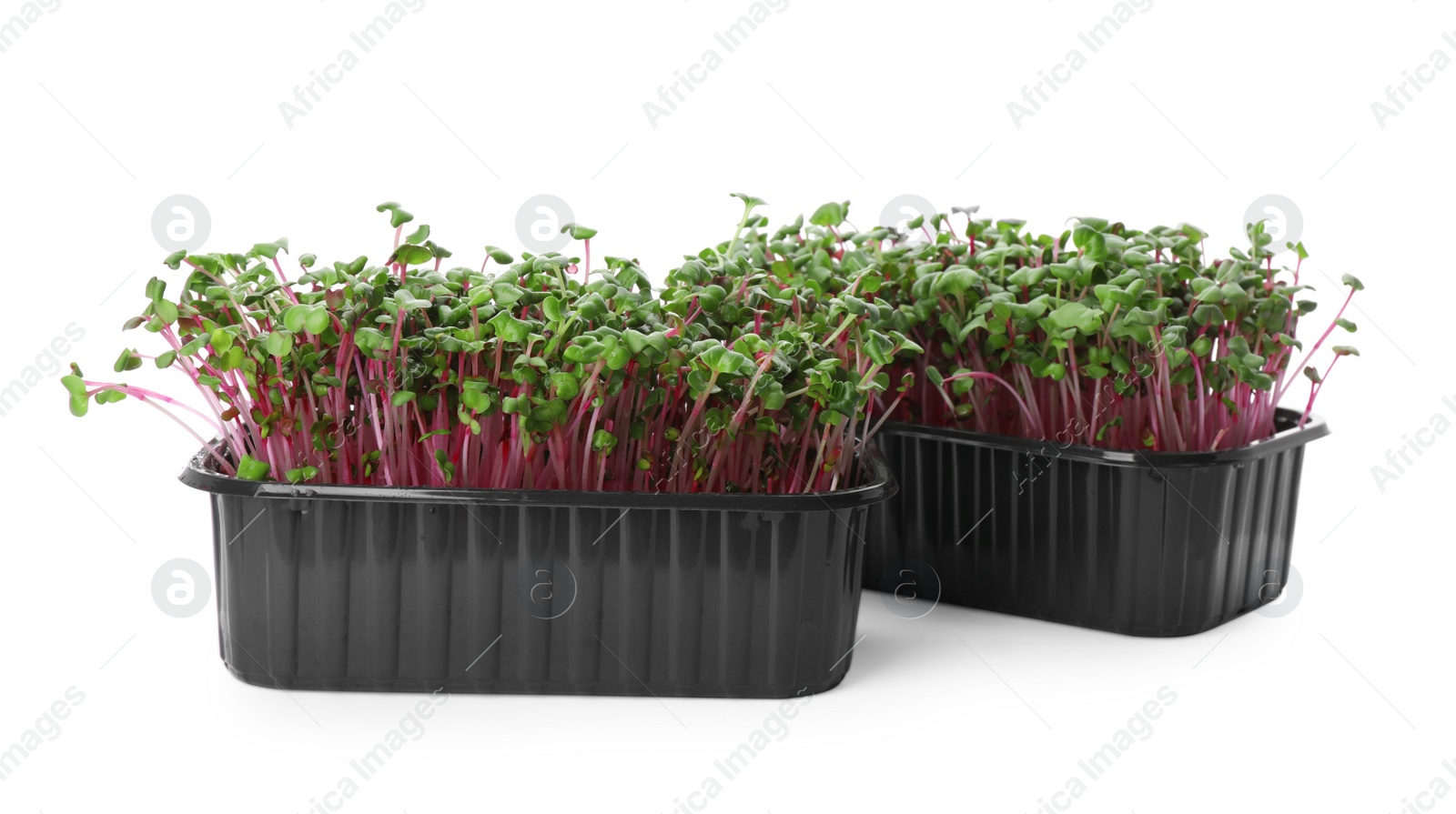 Photo of Fresh radish microgreens in plastic containers on white background