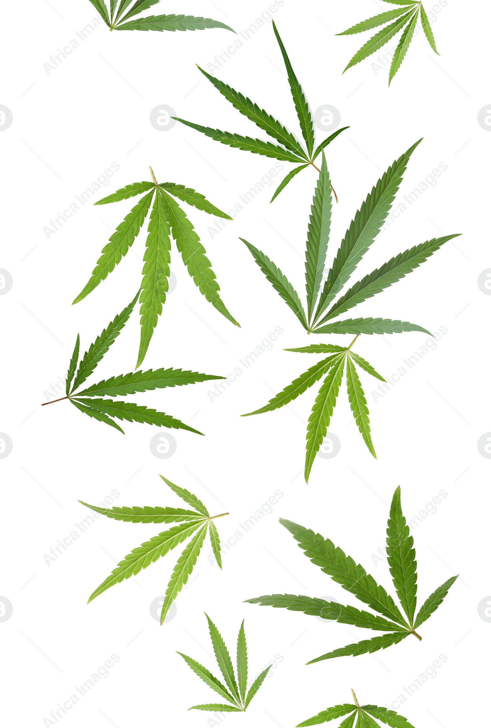 Image of Green hemp leaves falling on white background