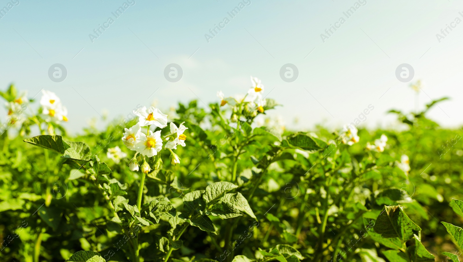 Photo of Beautiful field with blooming potato bushes on sunny day