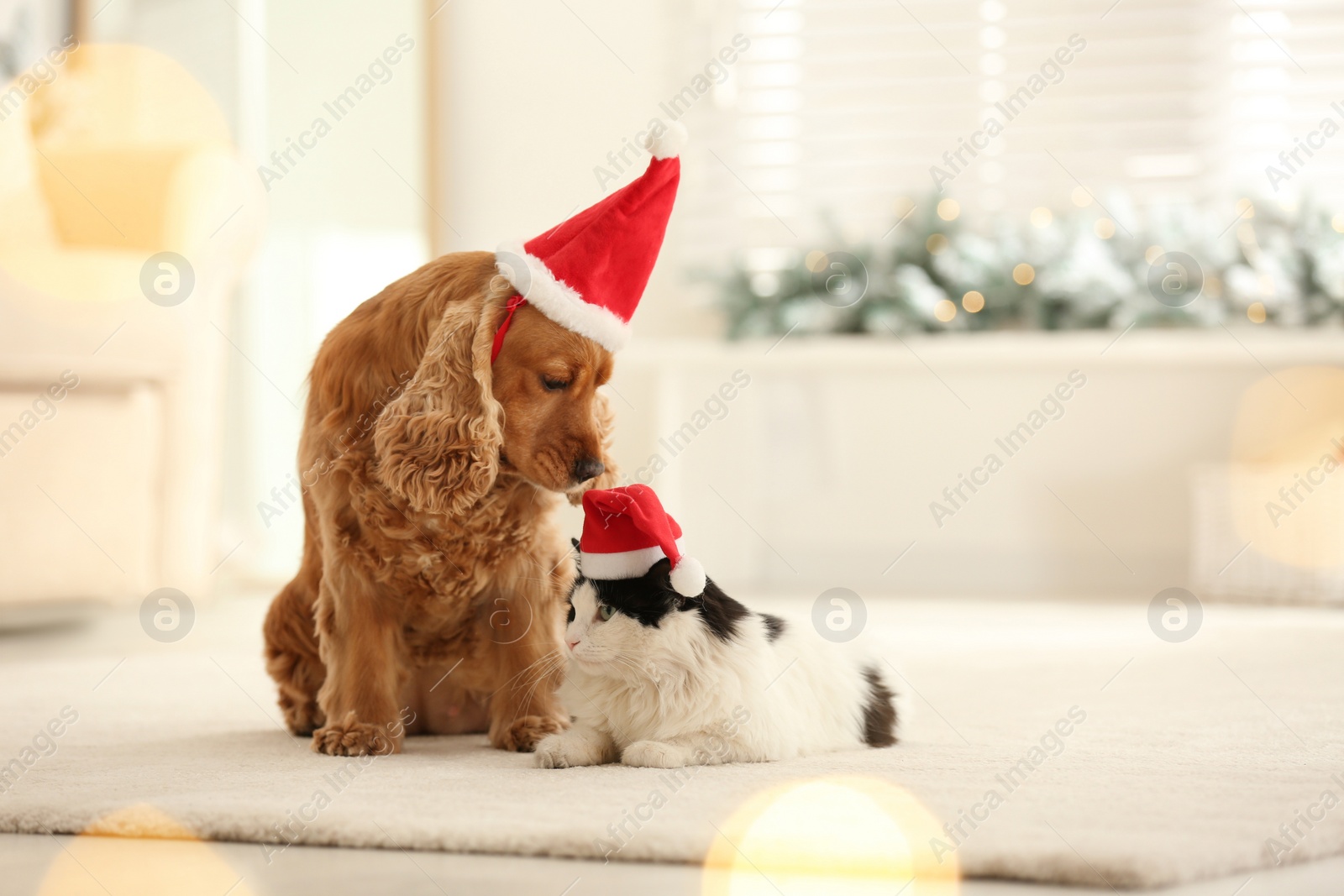 Photo of Adorable Cocker Spaniel dog and cat in Santa hats indoors