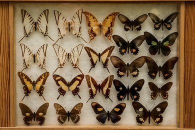 Photo of Display case with collection of beautiful exotic butterflies