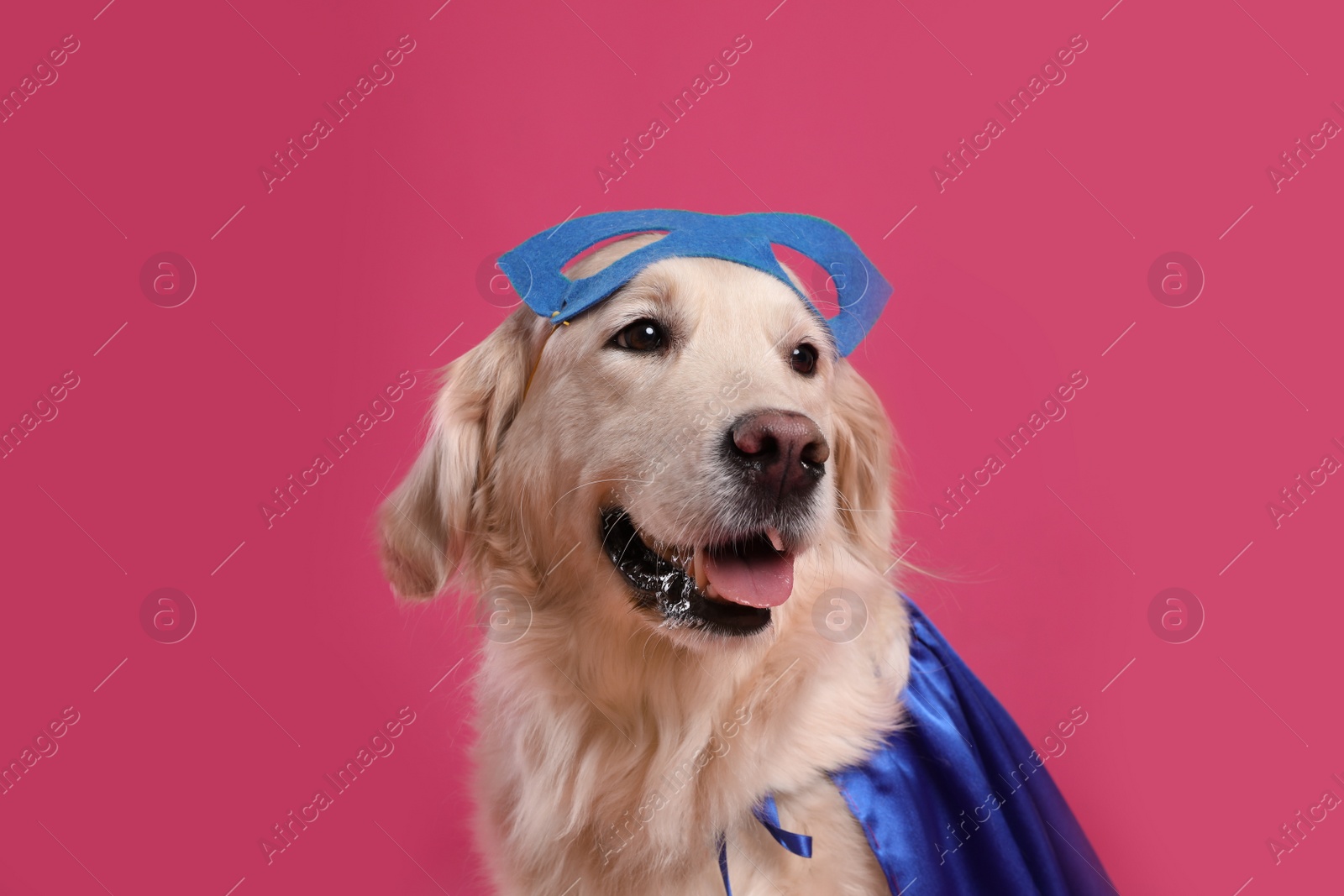 Photo of Adorable dog in blue superhero cape and mask on pink background