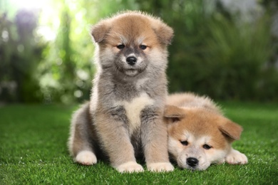 Photo of Adorable Akita Inu puppies on green grass outdoors