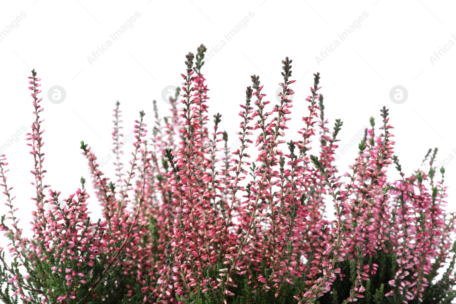 Photo of Heather with beautiful flowers on white background