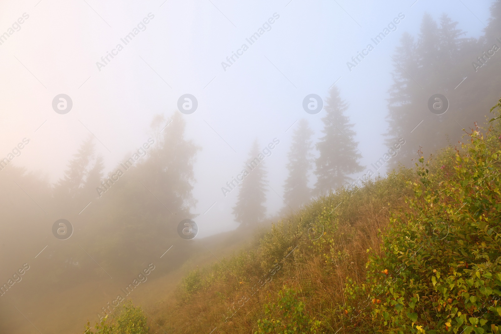 Photo of Picturesque view of foggy forest. Beautiful mountain landscape