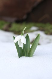 Photo of Beautiful blooming snowdrop growing in snow outdoors. Spring flowers