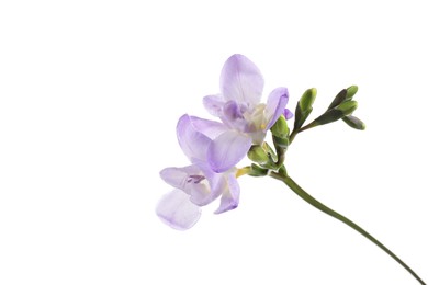 Beautiful violet freesia flower isolated on white