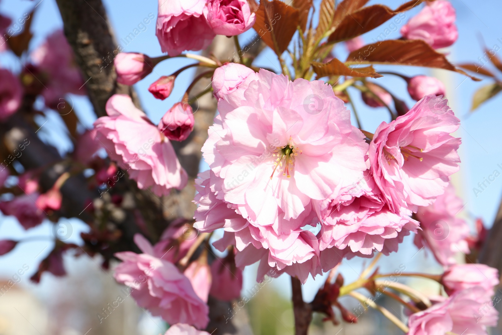 Photo of Closeup view of sakura tree with beautiful blossom outdoors. Japanese cherry